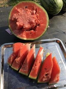 近期热门吃瓜网红,揭秘近期热门吃瓜网红背后的故事 第3张 近期热门吃瓜网红,揭秘近期热门吃瓜网红背后的故事 第3张